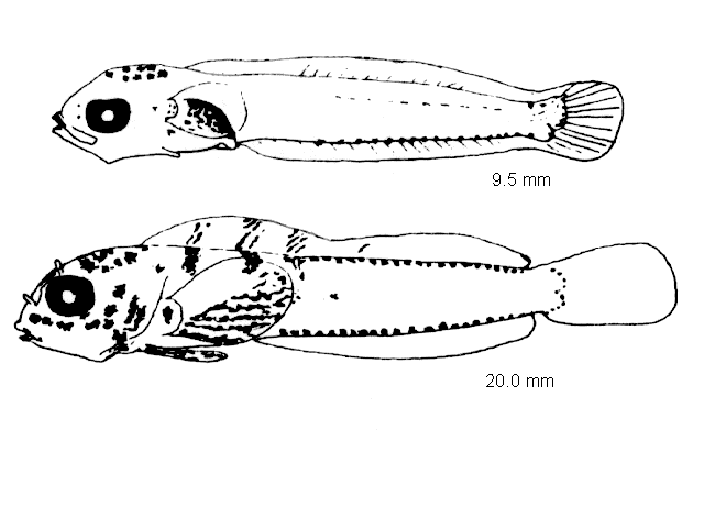 Parablennius gattorugine