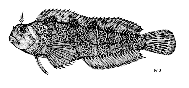 Parablennius gattorugine