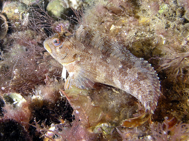 Parablennius gattorugine