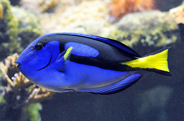 Paracanthurus hepatus