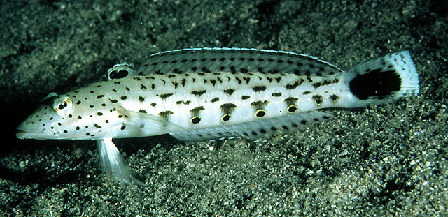 Parapercis hexophtalma