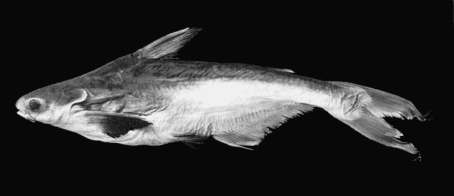 Pangasius humeralis