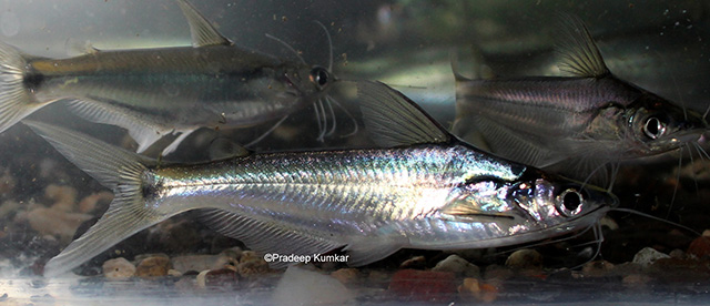 Pachypterus khavalchor