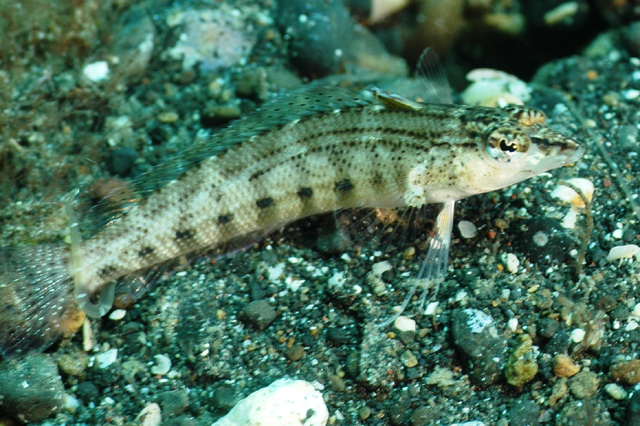 Parapercis lineopunctata