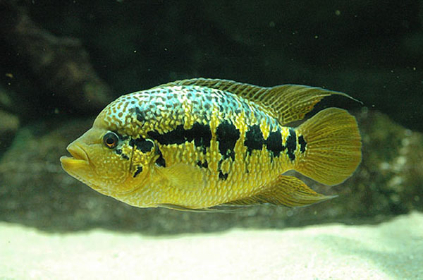 Parachromis loisellei