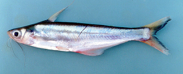 Pangasius macronema