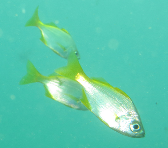 Parakuhlia macrophthalma