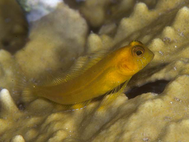 Parablennius marmoreus