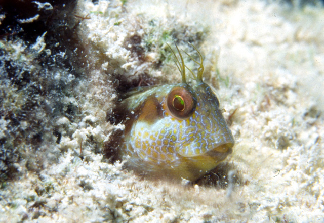 Parablennius marmoreus