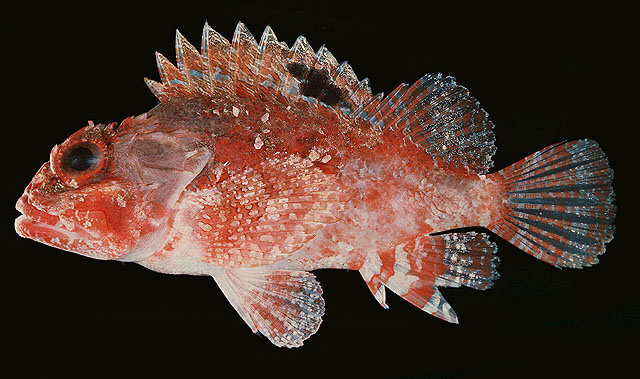 Parascorpaena mcadamsi