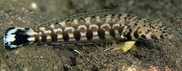 Parapercis millepunctata