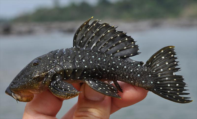 Parancistrus nudiventris