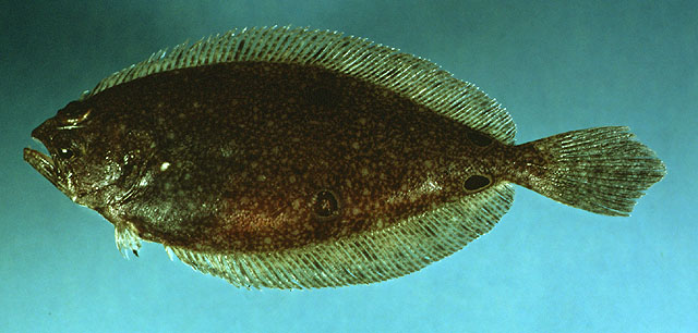 Hippoglossina oblonga