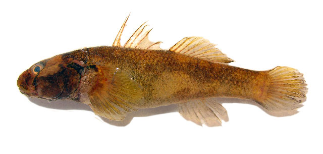 Papuligobius ocellatus