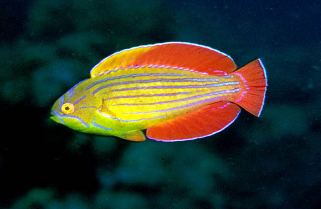 Paracheilinus octotaenia