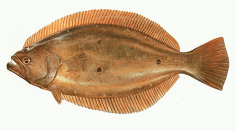 Paralichthys olivaceus