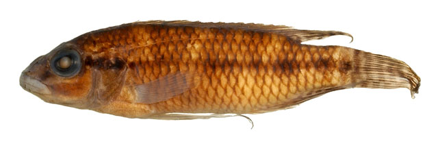 Parananochromis ornatus