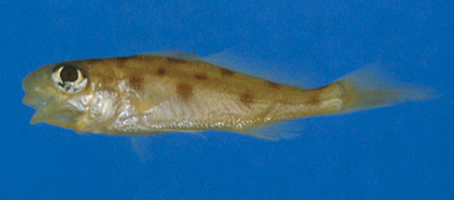 Pachypops pigmaeus