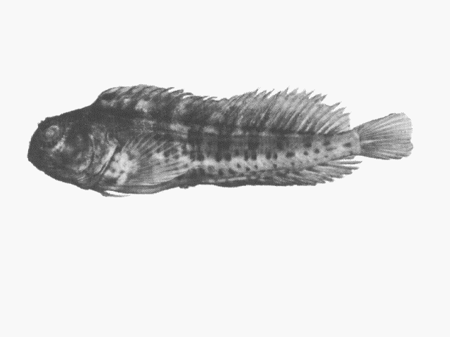 Parablennius pilicornis