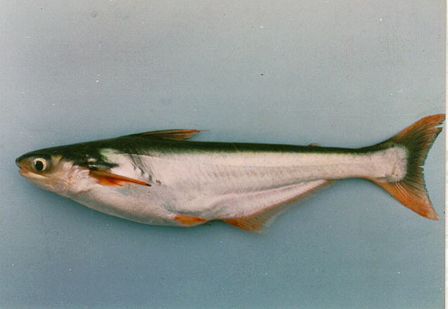 Pangasius polyuranodon