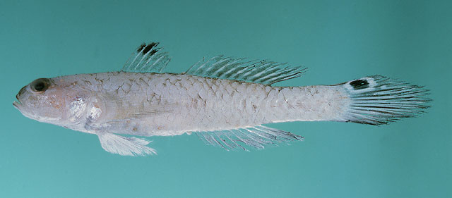 Parachaeturichthys polynema