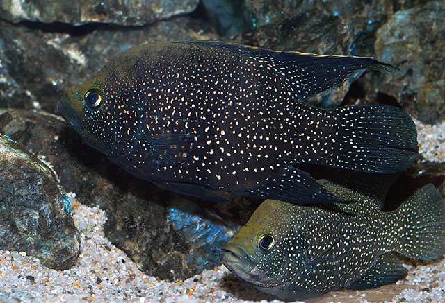 Paratilapia polleni