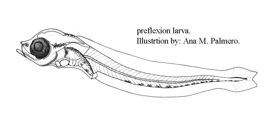 Parablennius ruber