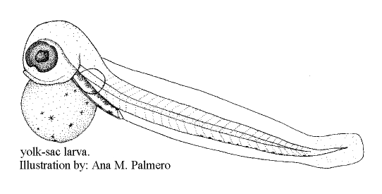 Parablennius ruber