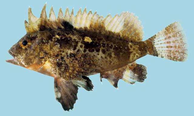 Paracentropogon rubripinnis