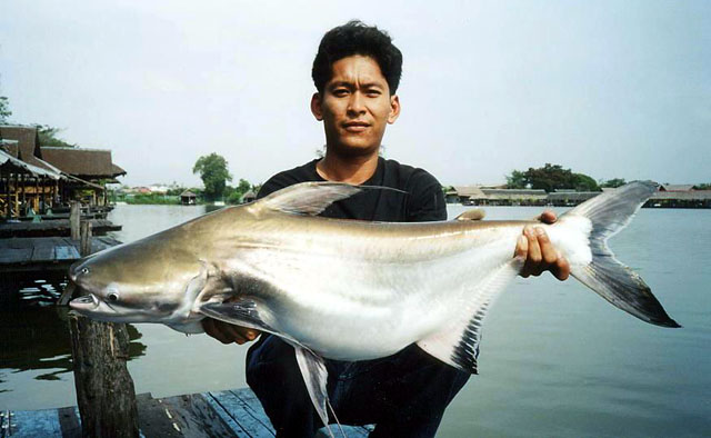 Pangasius sanitwongsei