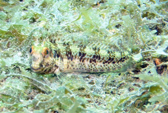 Parablennius sierraensis