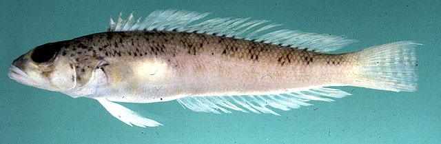 Parapercis somaliensis