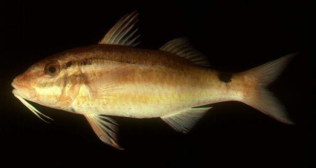 Parupeneus spilurus