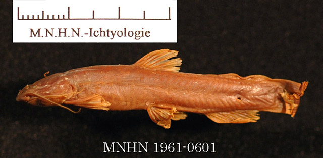 Paramphilius teugelsi