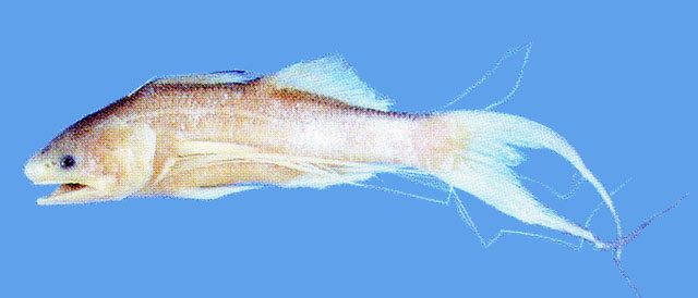 Parapolynemus verekeri