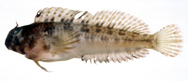 Parablennius yatabei