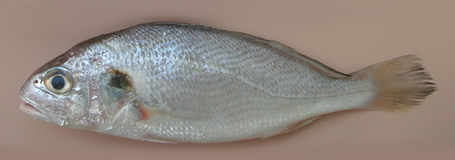 Pennahia argentata