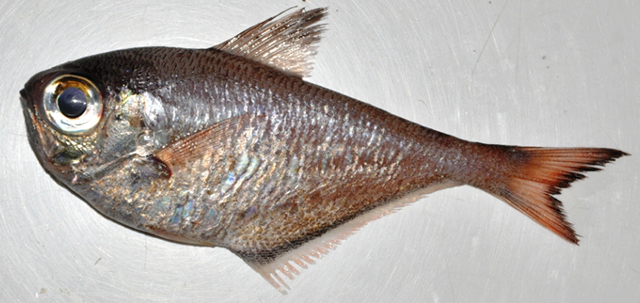 Pempheris bineeshi