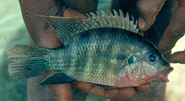 Pelmatochromis buettikoferi