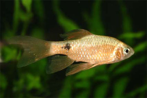 Pethia conchonius