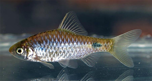 Pethia dikhuensis