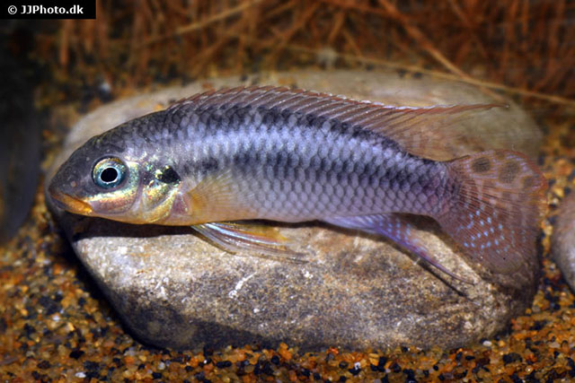 Pelvicachromis kribensis