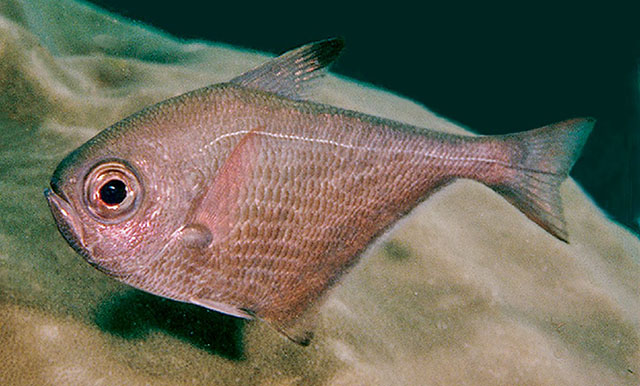 Pempheris kuriamuria