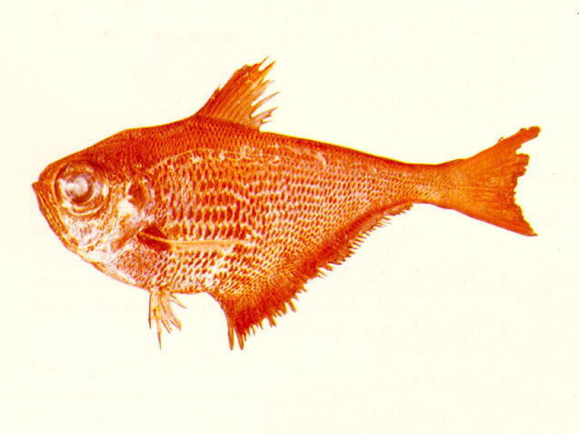 Pempheris molucca