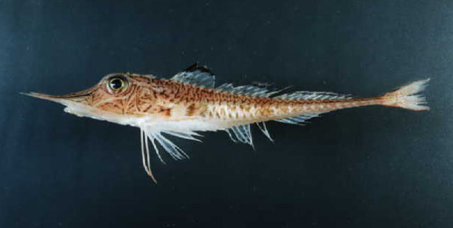 Peristedion riversandersoni