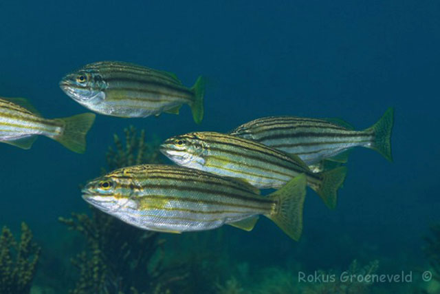 Pelates octolineatus