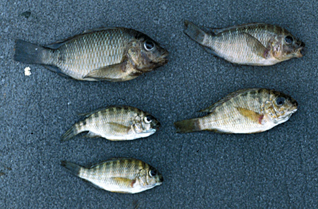 Petrochromis polyodon