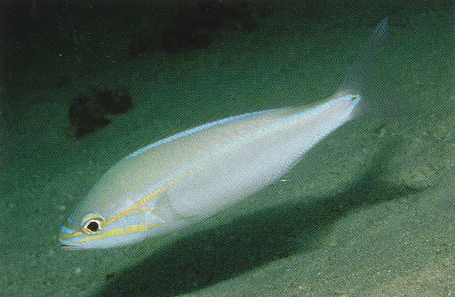 Pentapodus porosus