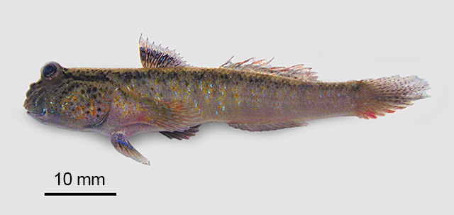 Periophthalmodon septemradiatus