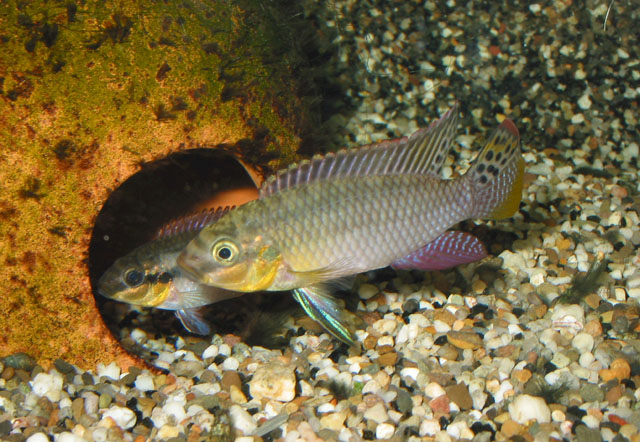 Pelvicachromis taeniatus